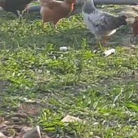 ۲۵ عدد خروس و ۱۰ عدد مرغ|حیوانات مزرعه|گوراب زرمیخ, |دیوار