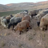 ۳۴راس میش داشتی