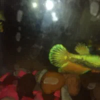 ماهی فایتر ماده