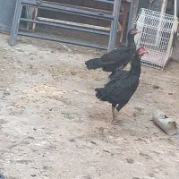 مرغ پاکستانی