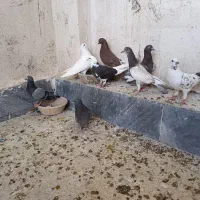 یه مشت کفتر گرفتنی خوب