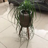 گل و پایه