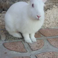 خرگوش