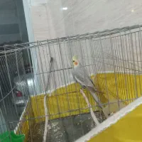 طوطی عروس نر با قفس