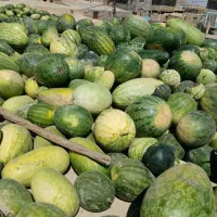 هندوانه شیرین تخمه درشت