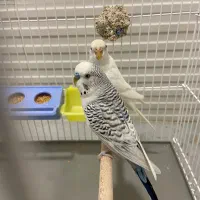 مرغ عشق کلیر بادی