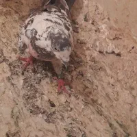 کبوتر تهرانی|پرنده|کرج, گلدشت|دیوار