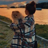 سگ پامرین نر .