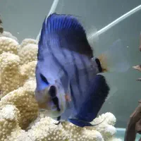 دیسکس نایاب وارداتی