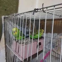 مرغ عشق باقفس ولونه وغیره فقط۴۷۰ فوری