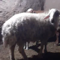 بره برای داشتی