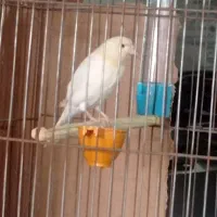 قناری ریزه خوان موزاییکی|پرنده|کبودرآهنگ, |دیوار