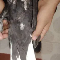 کفتر یا کبوتر دم سفید|پرنده|شیراز, نصرآباد|دیوار