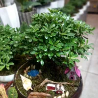 انواع گیاه آپارتمانی|گل و گیاه طبیعی|تهران, قصر فیروزه ۱|دیوار