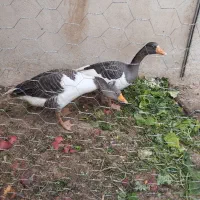 قاز محلی و مرغ محلی فریک|حیوانات مزرعه|تاکستان, |دیوار