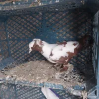 کفتر ککیلی|پرنده|اردبیل, |دیوار