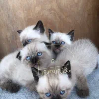 گریه سیامی اسکاتیش