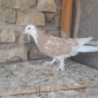 کفتر نقش وپرشی|پرنده|اردکان, |دیوار
