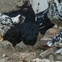 تخم مرغ نطفه دار گلین