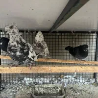 کبوتر به شرط|پرنده|دماوند, گیلاوند|دیوار