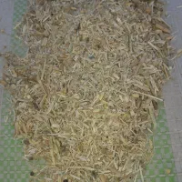 سرخوشه گندم|لوازم جانبی حیوانات|بندر ترکمن, |دیوار