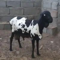 بره قوچ برشن