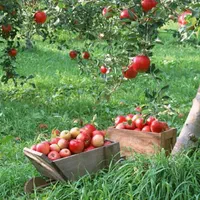 فروش باغ در بخش زاینده رود|فروش خانه و ویلا|فولادشهر, زاینده رود|دیوار