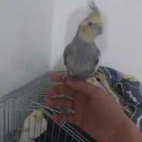 عروس هلندی سخنگو