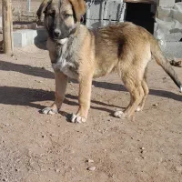 سگ سرابی اصیل