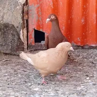 سلام چند عدد کبوتر