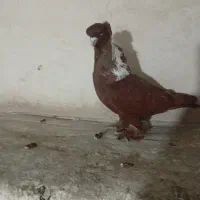 ککیلی نر|پرنده|اردبیل, |دیوار