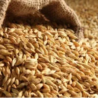 فروش جو دیمی