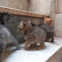 گربه خونگی خوشگل وتمیز