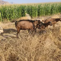 نر بز آلپاین|حیوانات مزرعه|مرودشت, رامجرد یک|دیوار