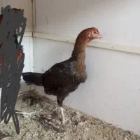 مرغ و خروس لاری|حیوانات مزرعه|ری, علایین|دیوار