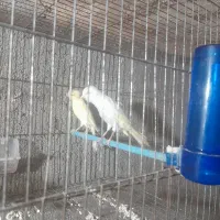 قناری سوپر جفت