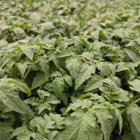 فروش نشا صیفیجات