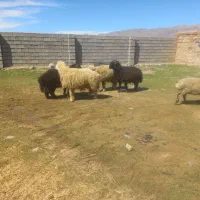 قوچ‌ومیش‌داشتی