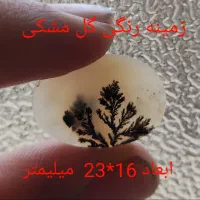 عیدانه شجر اصل