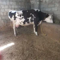 گاو با گوساله ماده دانمارکی