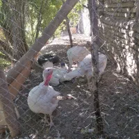 فروش چهار عدد بوقلمو
