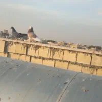 کفتر تهرونی شازده سبز کله دم سبز چینی کله ای  زرد