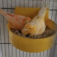 جفت برفکی اورجینال با تخم