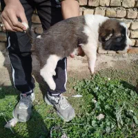 سگ آلابای اصیل خالص