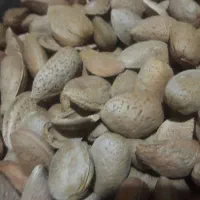 بادام سنگی شیرین