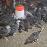 بوقلمون برنز بفروش میرسد