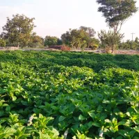 سبزی