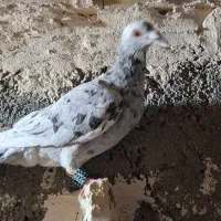 پرشی|پرنده|فیروزه, |دیوار