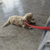 سگ پا کوتاه شیطان و بازی گوش قیمت 3500|سگ|الوند, |دیوار