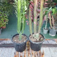 گل های آپارتمانی ( بار جدید رسید)|گل و گیاه طبیعی|ملایر, |دیوار